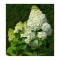 Planta Hydrangea panic. HERCULES Grhp14 PBR C2, ghiveci 2l