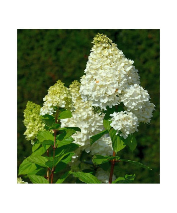 Planta Hydrangea panic. HERCULES Grhp14 PBR C2, ghiveci 2l