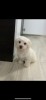 Vand pui bichon maltese minitoy