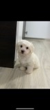 Vand pui bichon maltese minitoy