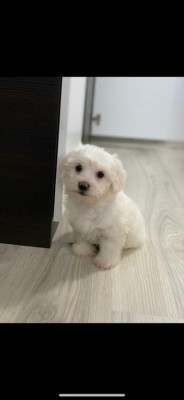Vand pui bichon maltese minitoy foto