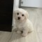 Vand pui bichon maltese minitoy