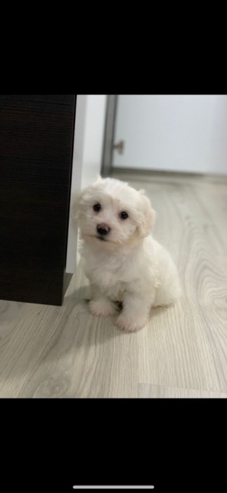 Vand pui bichon maltese minitoy