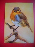 HOPCT 14867 MACALEANDRU-ERITHACUS RUBECULA - PASARI -FAUNA - -NECIRCULATA