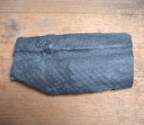 Trunchi de Sigillaria planta fosila din Carbonifer