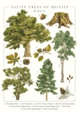 Felicitare Native Trees | The Art File