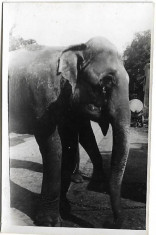 D715 Elefant Viena Parcul Zoologic iunie 1945 militar roman front foto