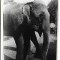 D715 Elefant Viena Parcul Zoologic iunie 1945 militar roman front