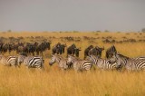 Tablou Canvas, "Migrația turmelor prin savană africană", Zebre, Gnu, Savana, Iarbă, Cer, Migrație, Turmă, Peisaj, Natură, Sălbatic., 39 x 26 cm, CMCLA