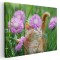 Tablou pisica maro printre flori roz Tablou canvas pe panza CU RAMA 20x30 cm