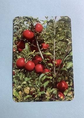 Calendar 1978 Recoop foto