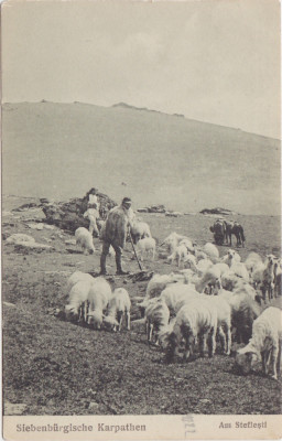 CP SIBIU Hermannstadt Carpatii Transilvaniei Steflesti ciobani cu oi ND(1917) foto