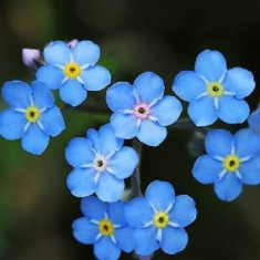 MYOSOTIS SYLVATICA / Flori de nu ma uita / 10 seminte pentru semanat