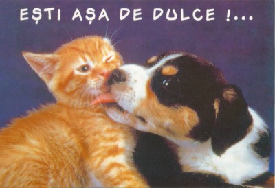 Romania, Estia asa de dulce!..., c.p.i. necirculata foto