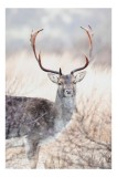 Tablou Canvas, "Cerbul solitar &icirc;n lumina dimineții", Cerb, Majestic, Antlers, Natură, Frumusețe, Sălbatic, Peisaj, Eleganță, 26 x 39 cm, CMCLASS