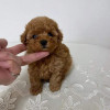 Catel Poodle Toy rasa pura cu Pedigree FCI