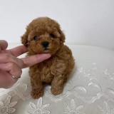Catel Poodle Toy rasa pura cu Pedigree FCI