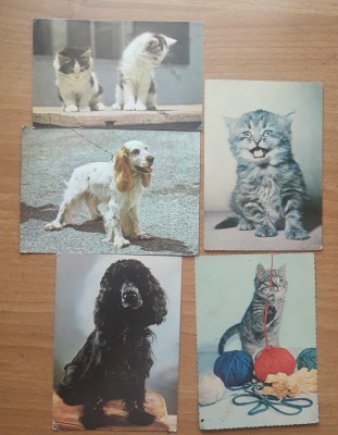 Carte Postala - Tema Caini si Pisici (11 buc.) foto