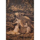 Zoe Dumitrescu-Busulenga - Cainii nostri (Editia: 1989)