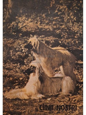 Zoe Dumitrescu-Busulenga - Cainii nostri (Editia: 1989) foto