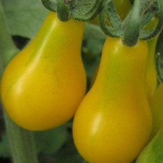 Seminte Tomate Yellow Pearshaped foto