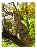 Tablou Canvas, "Leopard &icirc;n copacul plin de lumină", Leopard, Copac, Blană, Pata, Privire, Natură, Salbaticie, Soare, Ramură, Frunze, 26 x 39 cm, CMCLA
