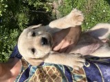 Labrador Retriever Pui Femele si Masculi