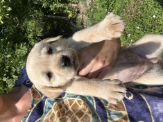 Labrador Retriever Pui Femele si Masculi