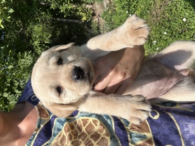 Pui de labrador iubitori foto