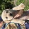 Pui de labrador iubitori