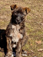 Donez femela metis malinois