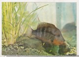 Bnk cp Constanta - Acvariu - Cichlasoma Meeki - Pesti - necirculata, Printata