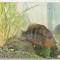 bnk cp Constanta - Acvariu - Cichlasoma Meeki - Pesti - necirculata
