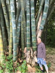 Planta de 1 an de BAMBUS URIAS DENDROCALAMUS GIGANTEUS cu radacina si pamant . foto