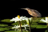 Tablou Canvas, "Pasărea contempl&acirc;nd liniștea lacului", Pasăre, Nufăr, Apele, Verde, Lumină, Natură, Reflexie, Serenitate, Contrast, Frumusețe., 39 x 2