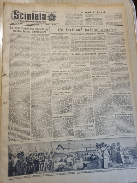 scanteia 13 septembrie 1955-art. gospodaria insuratei,art. timisoara,oradea