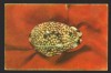 CPIB 22370 - CARTE POSTALA - BUCURESTI MUZEU GRIGORE ANTIPA. MELC MAREA ROSIE, Necirculata, Fotografie