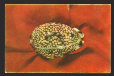 CPIB 22370 - CARTE POSTALA - BUCURESTI MUZEU GRIGORE ANTIPA. MELC MAREA ROSIE foto
