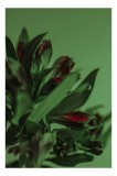 Tablou Canvas, "Tandrețe &icirc;n nuanțe de verde și roșu", Flori, Verde, Frunze, Roșu, Umbre, Natură, Contrast, Subtilitate, Petale, 26 x 39 cm, CMCLASS