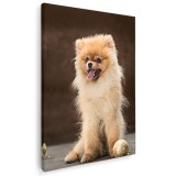 Tablou caine rasa Pomeranian Tablou canvas pe panza CU RAMA 70x100 cm
