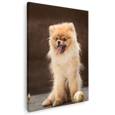 Tablou caine rasa Pomeranian Tablou canvas pe panza CU RAMA 20x30 cm