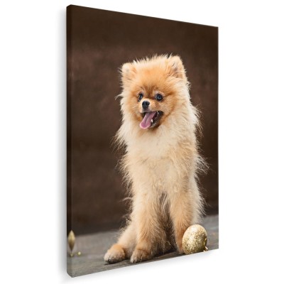 Tablou caine rasa Pomeranian Tablou canvas pe panza CU RAMA 80x120 cm foto