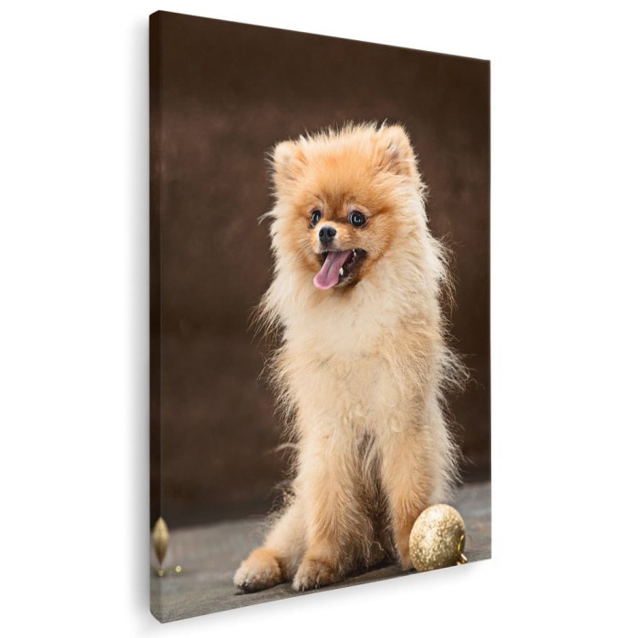 Tablou caine rasa Pomeranian Tablou canvas pe panza CU RAMA 80x120 cm