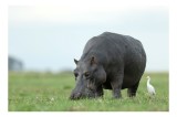 Tablou Canvas, "Hipopotam și egretă pe c&acirc;mpie verde", Hipopotam, Pasăre, Iarbă, C&acirc;mpie, Cer, Peisaj, Natură, 39 x 26 cm, CMCLASS