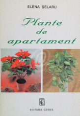 Plante de apartament (Ceres) foto