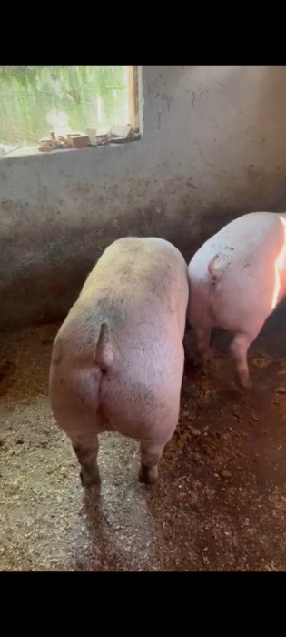 Porci pentru Crăciun