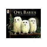 Owl Babies