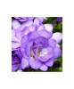 Freesia, Floare Dubla Purple, Violet, 5/6, 1 Bulb, Oem