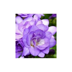 Freesia, Floare Dubla Purple, Violet, 5/6, 1 Bulb