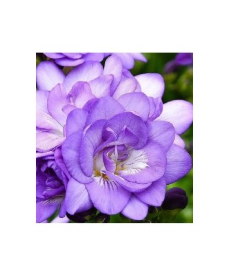 Freesia, Floare Dubla Purple, Violet, 5/6, 1 Bulb foto